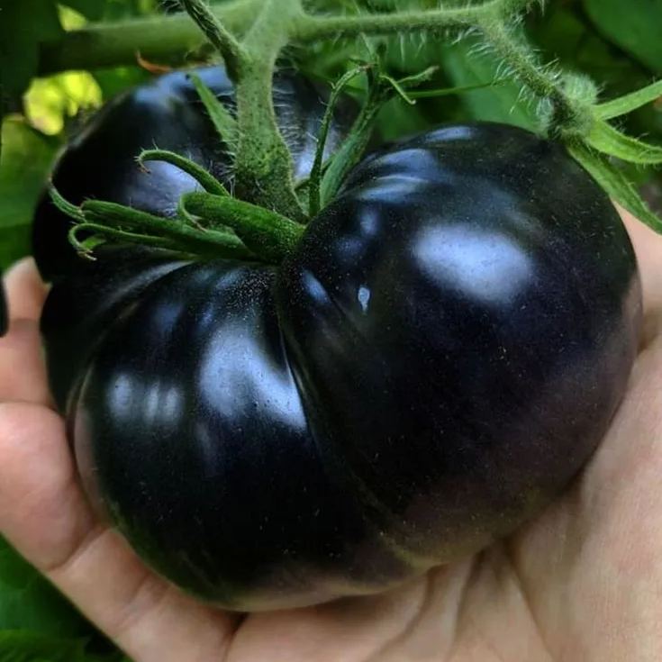 🍅 Giant Black Falls Tomato - The Charm of a Giant Tomato