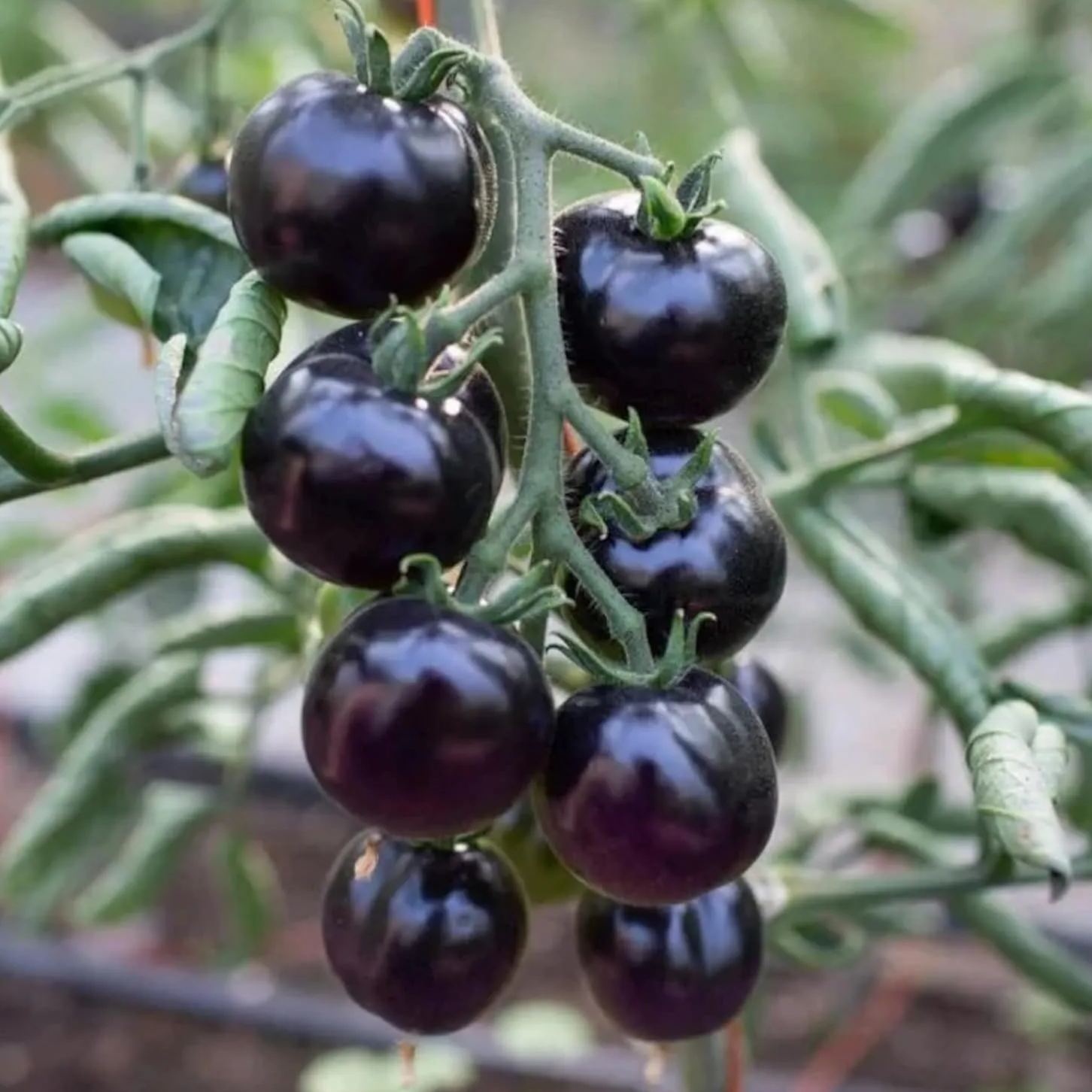 🍅 Giant Black Falls Tomato - The Charm of a Giant Tomato