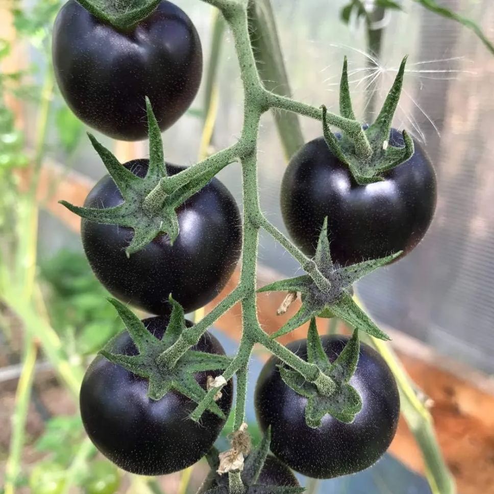 🍅 Giant Black Falls Tomato - The Charm of a Giant Tomato