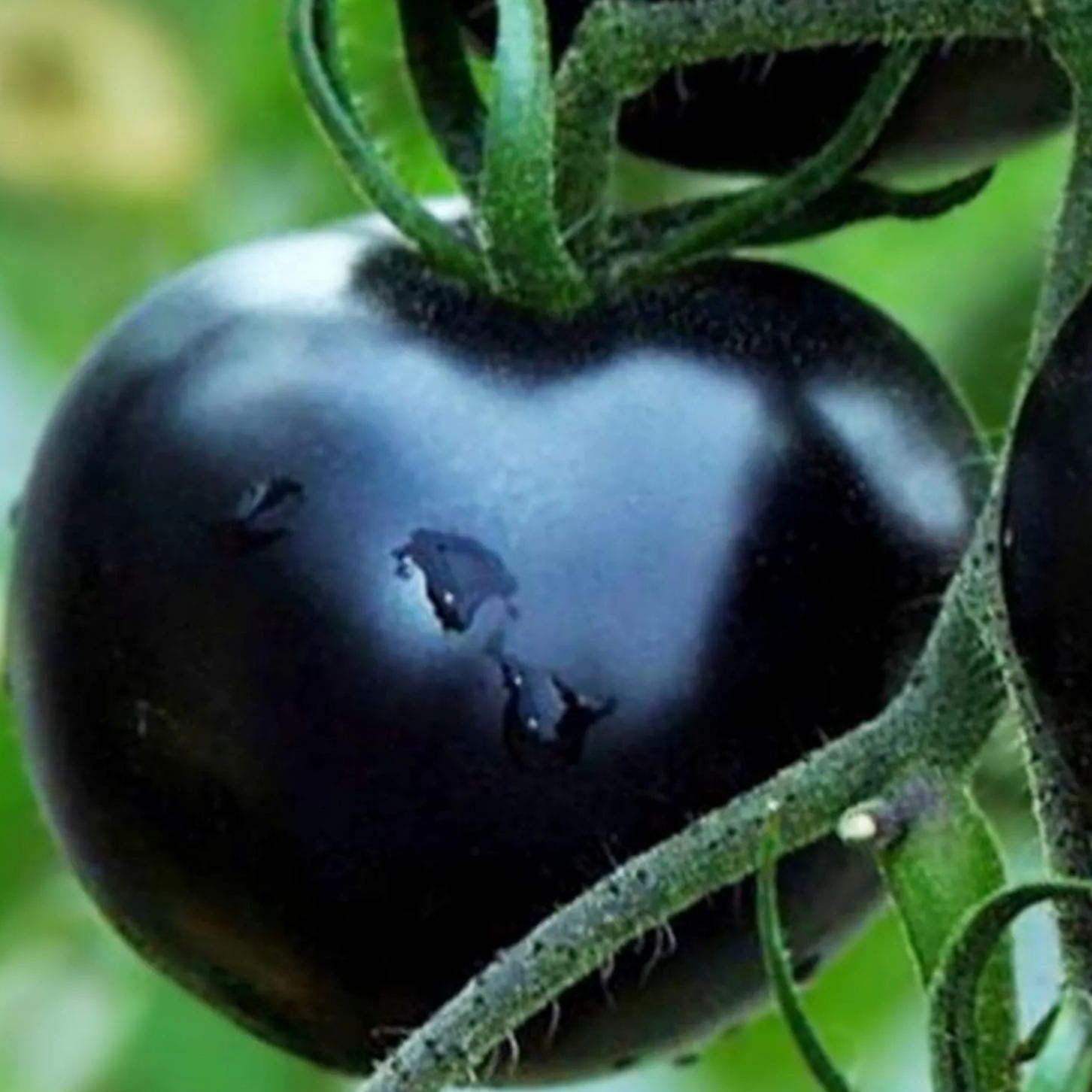 🍅 Giant Black Falls Tomato - The Charm of a Giant Tomato