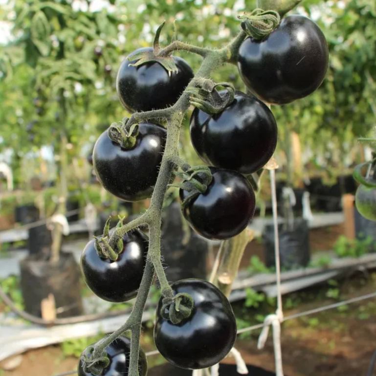 🍅 Giant Black Falls Tomato - The Charm of a Giant Tomato