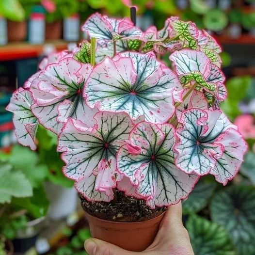 Rare Begonia 'Moonlight Butterfly' 🦋✨- Pink edge