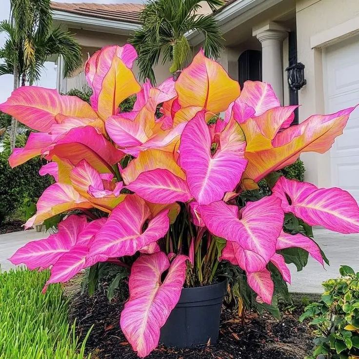 Caladium Seeds🌟Rose Pink