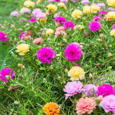 💐Mixed Portulaca flower seeds