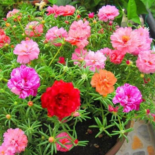 💐Mixed Portulaca flower seeds