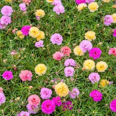 💐Mixed Portulaca flower seeds