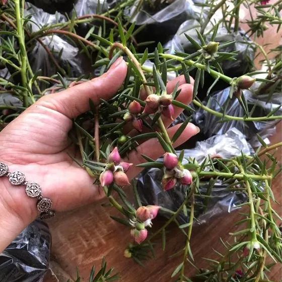 💐Mixed Portulaca flower seeds