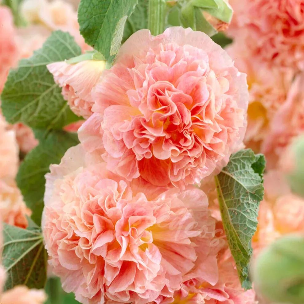 🌸 The Queen of Flowers: Double Hollyhock Seeds 🌸