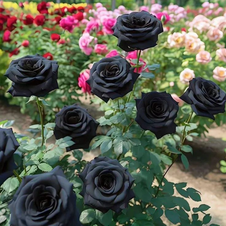 Blue Enchantress Rose Seeds – A Touch of Magic for Your Garden 💙✨
