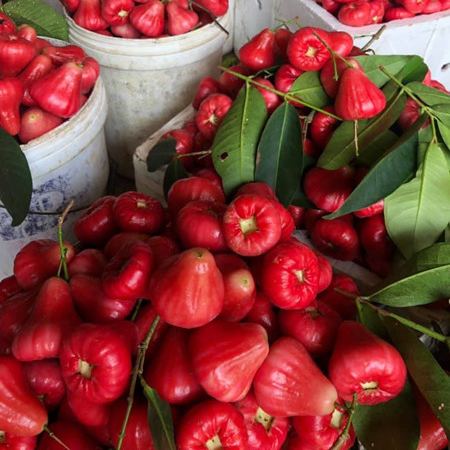 🍎Grow Your Own Tropical Wax Apples – Non-GMO Seeds