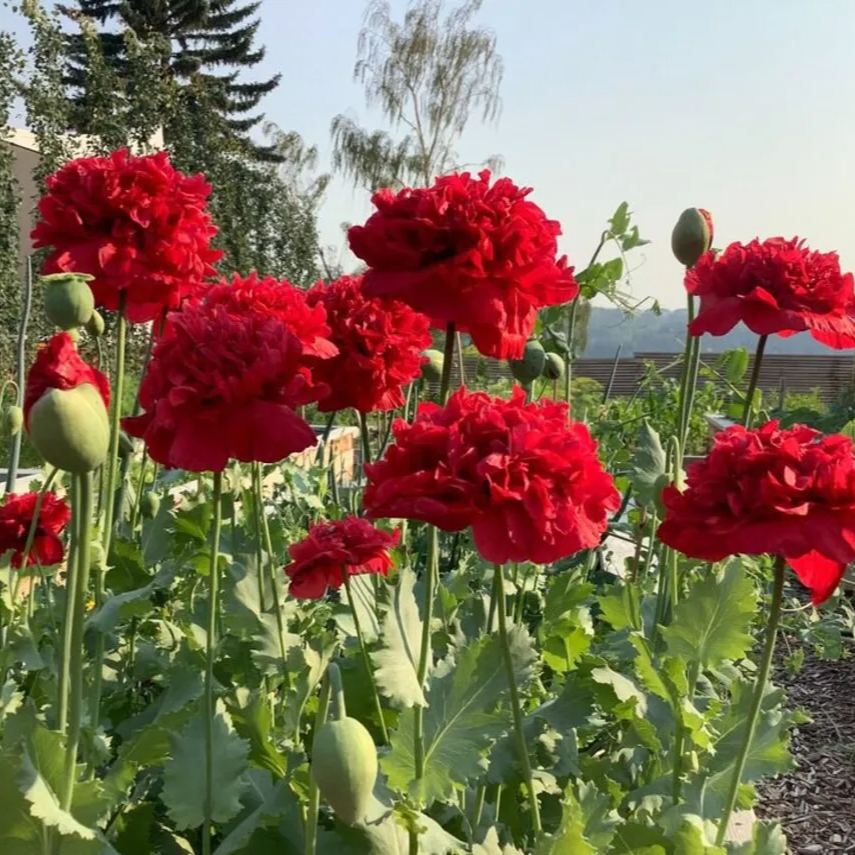 【High Survival Rate】👑 Queen of Flowers – Peony Seeds 🌸