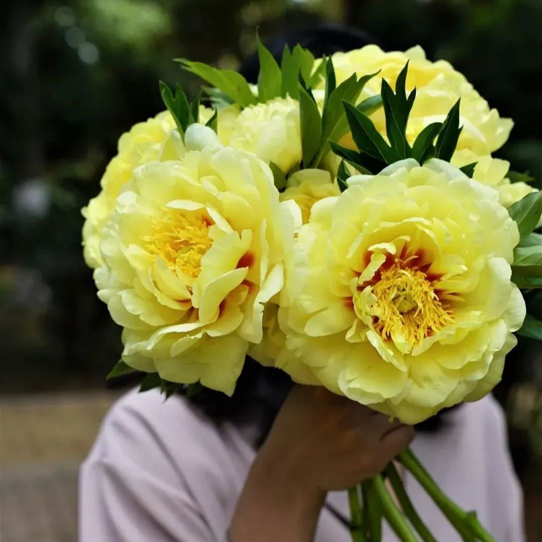 【High Survival Rate】👑 Queen of Flowers – Peony Seeds 🌸