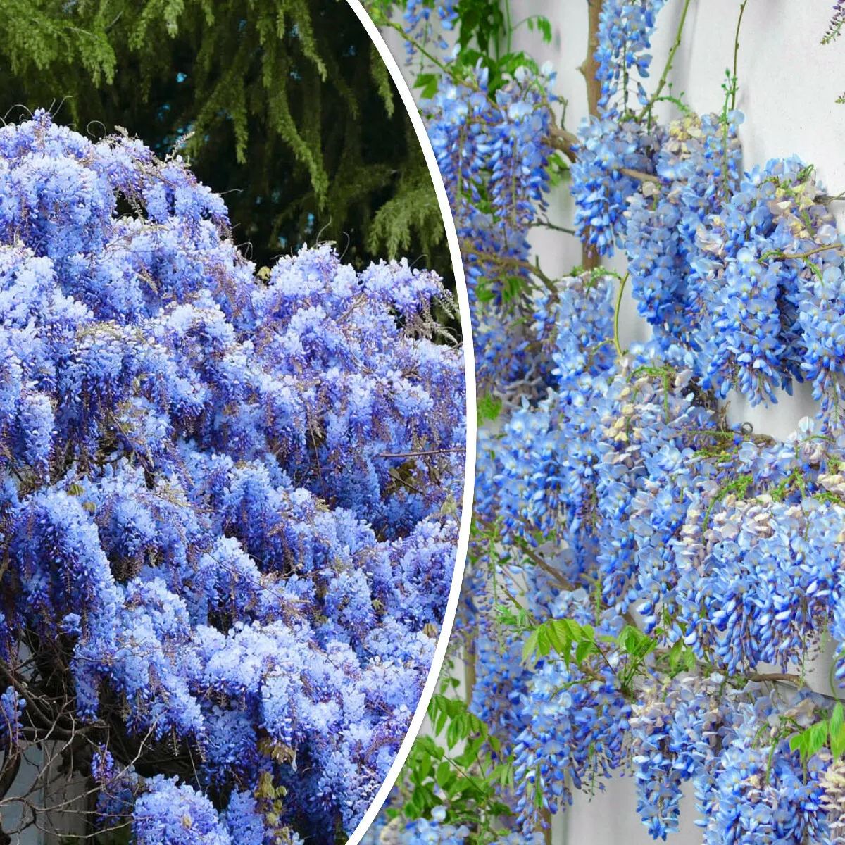 🔥LAST DAY 75% Off🌺The Queen Of Flowers—Wisteria Flower Seeds