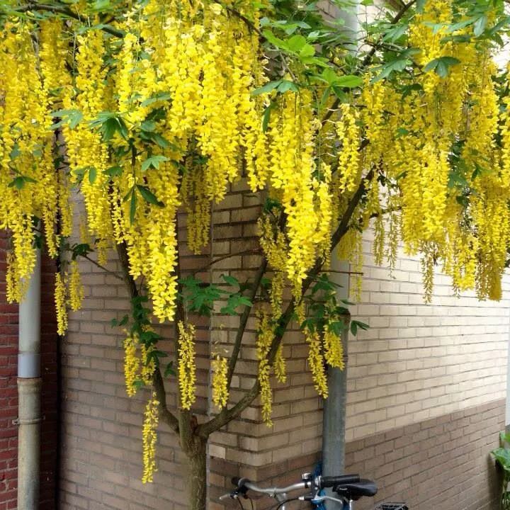 🔥LAST DAY 75% Off🌺The Queen Of Flowers—Wisteria Flower Seeds