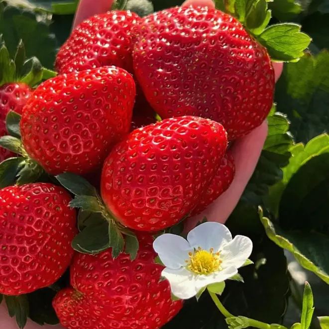 🪴Cream Strawberry Seeds🍓 Juicy and Sweet💥 Best Seller