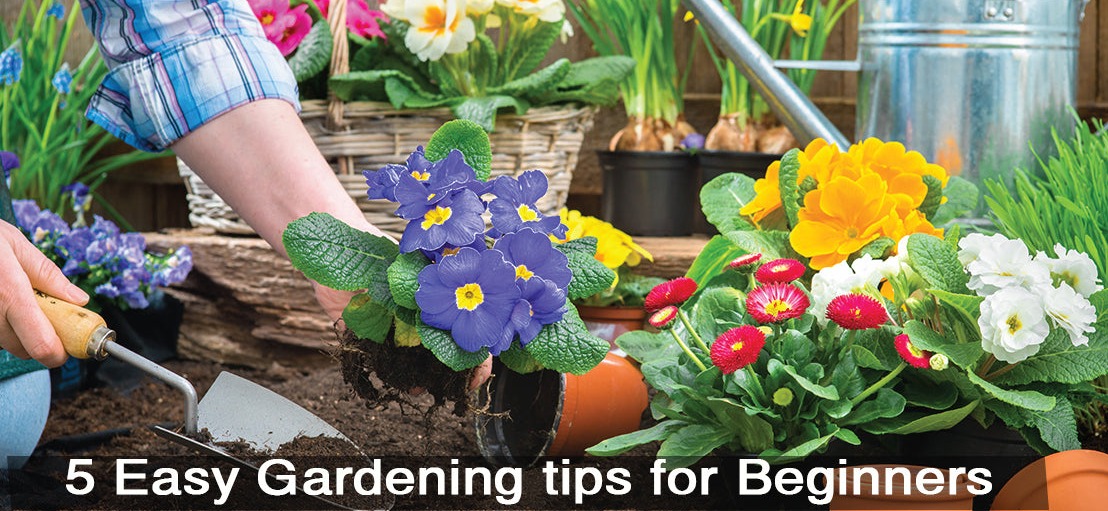 5 Easy Gardening tips for Beginners &ndash; TrustBasket