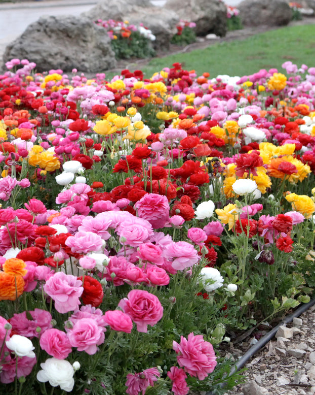 Ranunculus 'Tomer Mix'