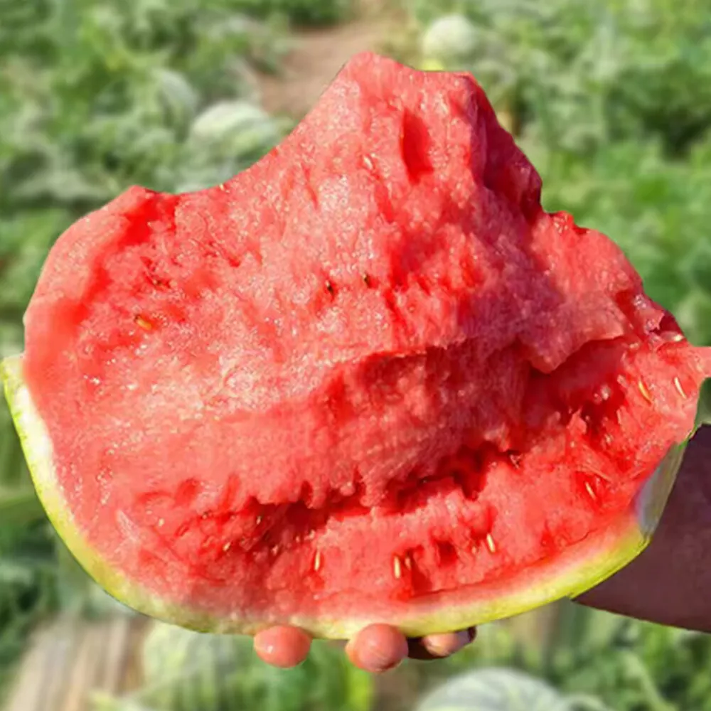 🔥Last day clearance🍉Lazy Man's Watermelon Seeds