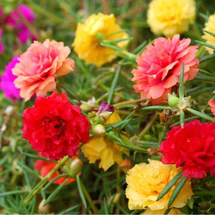 💐Mixed Portulaca flower seeds