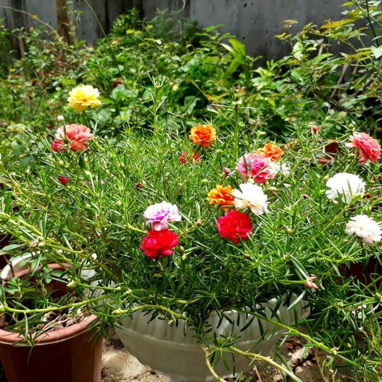 💐Mixed Portulaca flower seeds