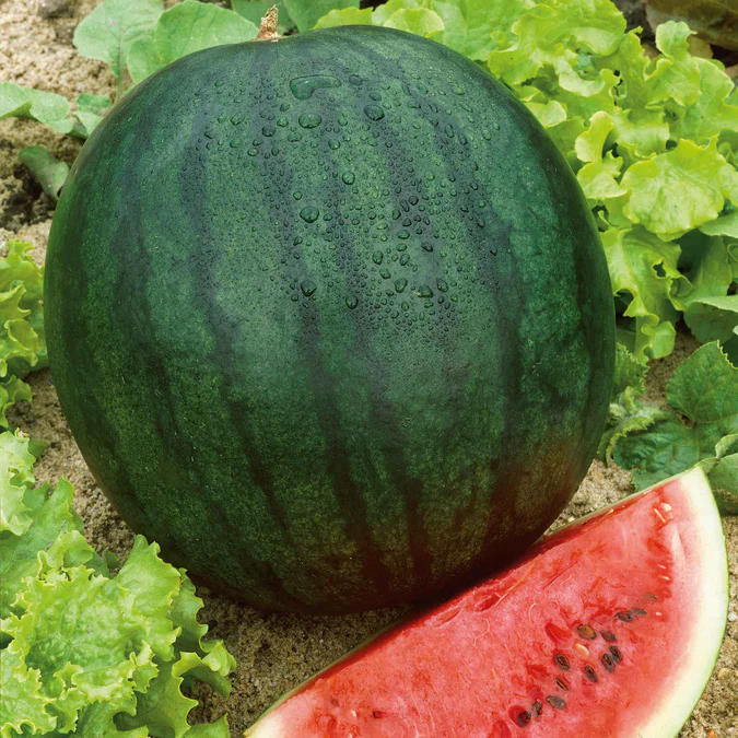 🍉Choose your watermelon seeds and let sweetness start from seeds! 🍉