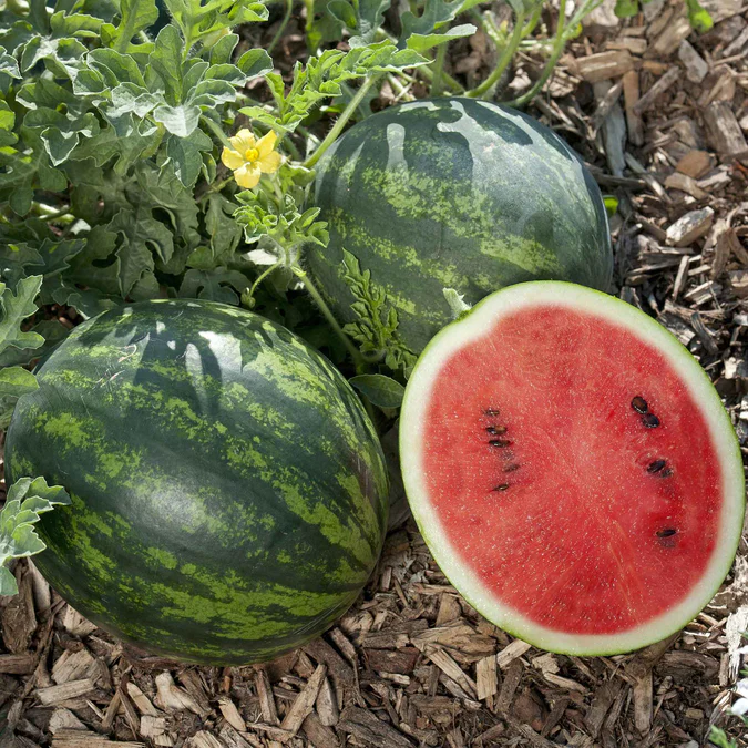 🍉Choose your watermelon seeds and let sweetness start from seeds! 🍉