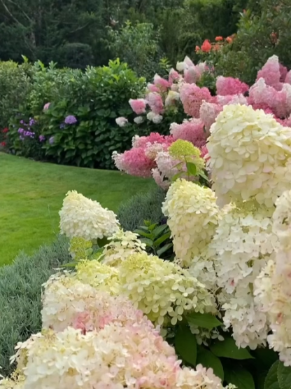 🌿 Entdecken Sie die 🌸 Erdbeerhortensien: Der pflegeleichte Gartenwunder für eine bezaubernde Atmosphäre, die Luft reinigt 🍃 und das Herz erfreut ❤️