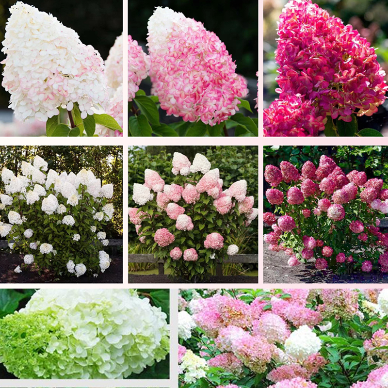 🌿 Entdecken Sie die 🌸 Erdbeerhortensien: Der pflegeleichte Gartenwun