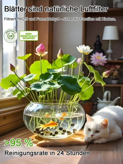 Hydroponische Lotusblumen ⭐ Natürlicher Duft ⭐ Luftreinigend ⭐ Einfache Pflege ⭐ Schnelle Blüte ⭐ Wohndekoration