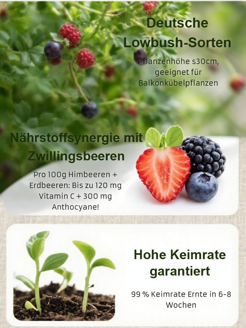 【Antioxidativer und anti-aging Schutz + kardiovaskulärer Schutz】Niedrige Strauchbeeren-Kombination