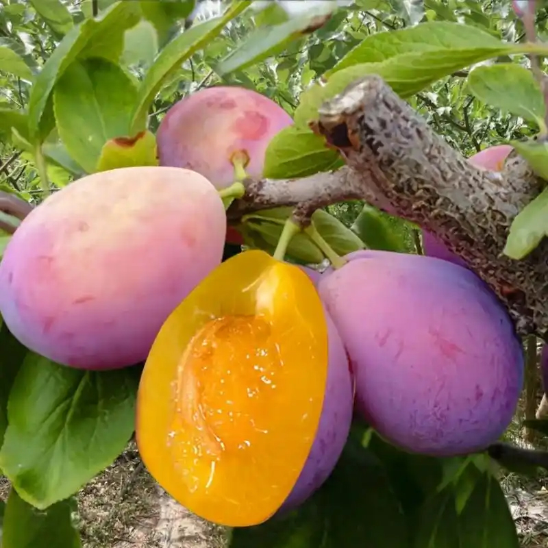 【Krankheits- und Insektenresistenz】Hochwertige Zwergpflaumenbäume