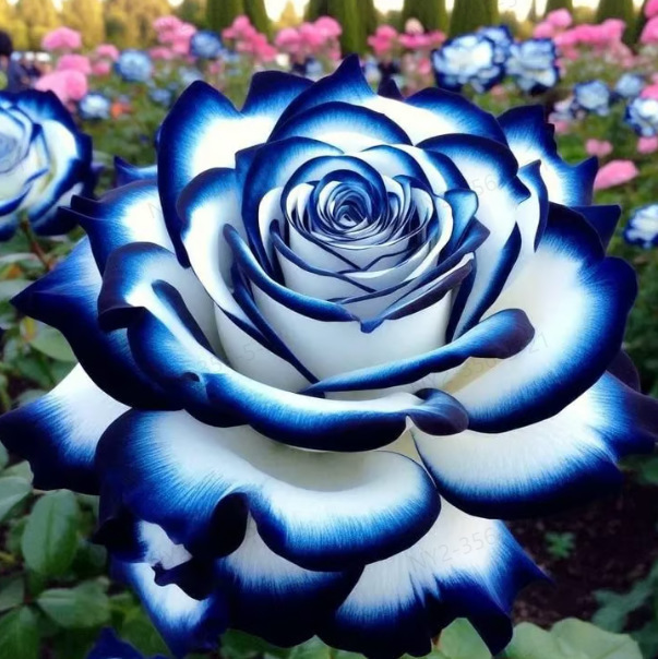 🌸💨 Keimt in 5 Tagen, blüht nächsten Monat! Diese Wunder-Rose reinigt Ihre Luft und blüht garantiert über 200 Tage. 