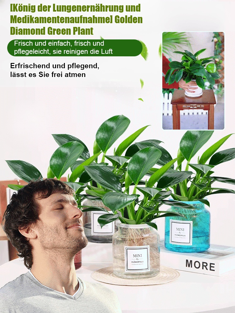 【Nährende Lunge】Golden Diamond Green Plants✨️Luftreinigung in Innenräumen