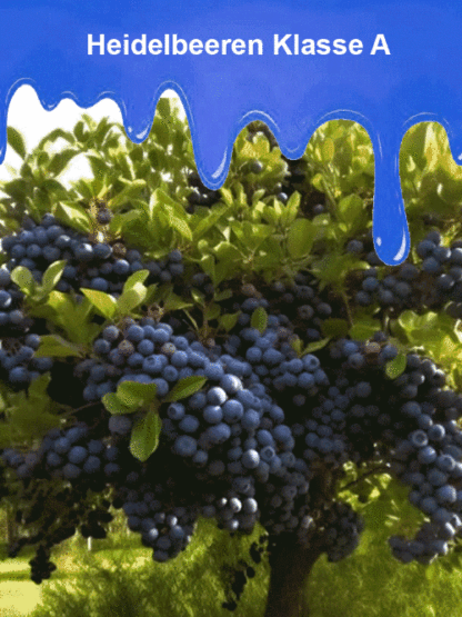 [Je mehr Sie essen, desto gesünder sind Sie] Peruanische Blaubeersamen der Premiumklasse A