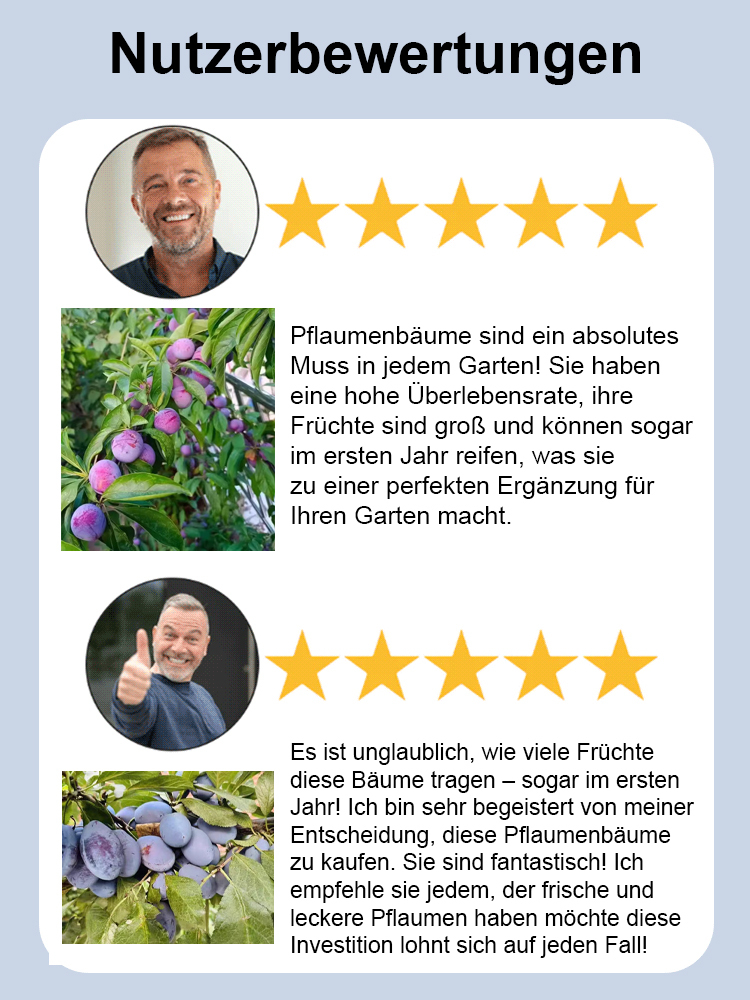 【Krankheits- und Insektenresistenz】Hochwertige Zwergpflaumenbäume