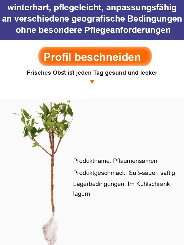 【Krankheits- und Insektenresistenz】Hochwertige Zwergpflaumenbäume