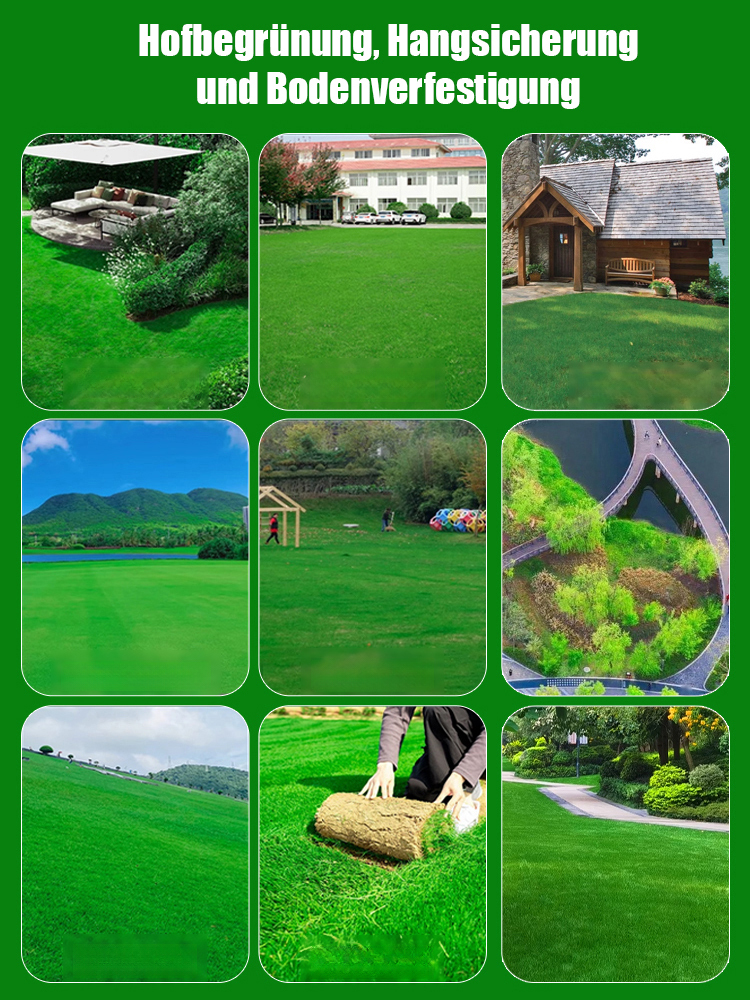 🟩 Immergrün das ganze Jahr 🌱 7-Tage-Keimung Rasen-Samen 🏕️
