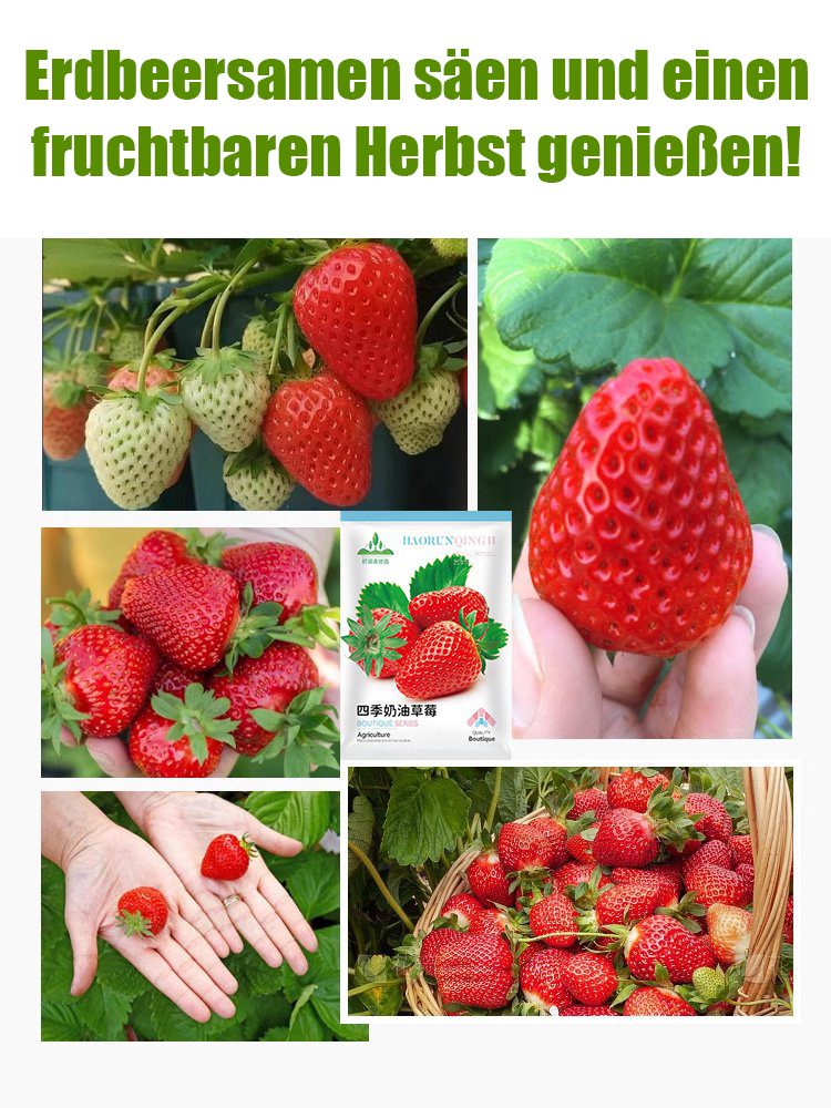 Four Seasons Fruchtcreme Erdbeersamen