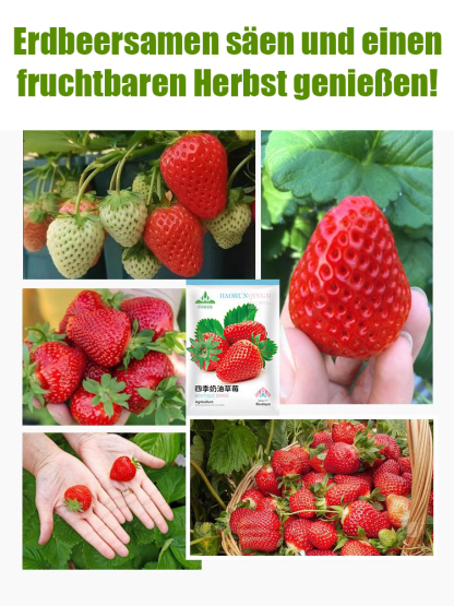 Four Seasons Fruchtcreme Erdbeersamen