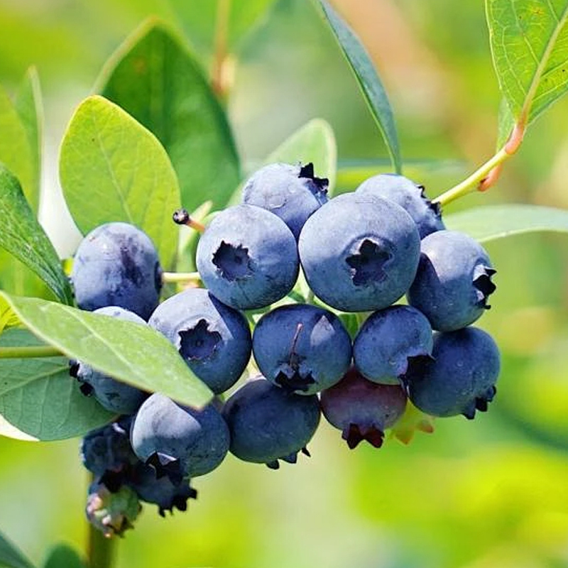 [Augenschutz und Anti-Aging] Peruanische Blaubeersamen der Premiumklasse A