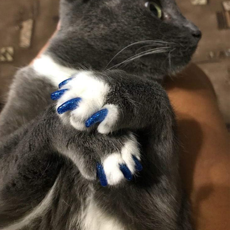 🐱Καπάκια νυχιών κατοικίδιων για σκύλους και γάτες με κόλλα