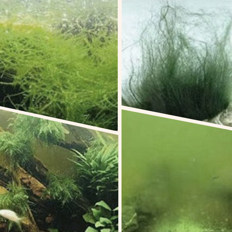 🎉 Algae & Moss Remover for Fish Tank - Safe Water Purification