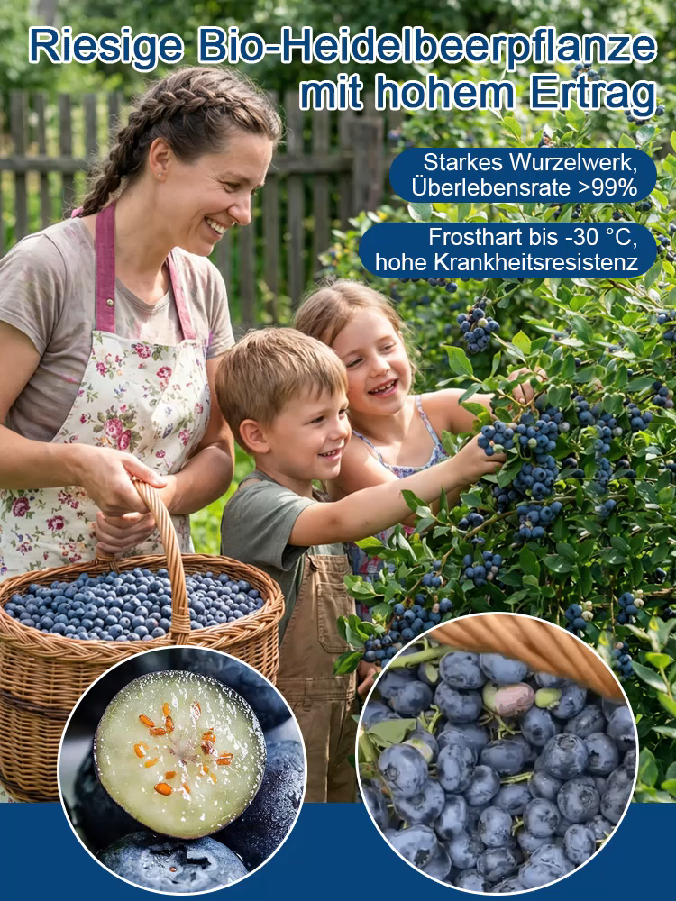 Bio-Blaubeerpflanze mit großen Früchten und hoher Ernte (Rückgabegarantie)