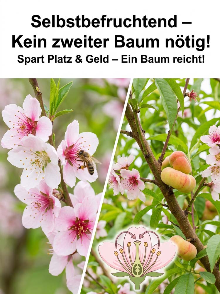 Goldener Tellerpfirsich-Setzling