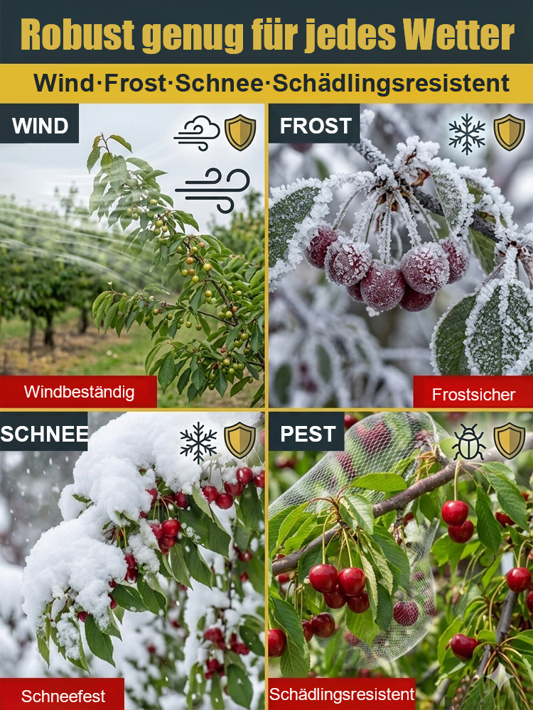 Mahaleb-Kirschbaumsetzling mit besonders großen Früchten