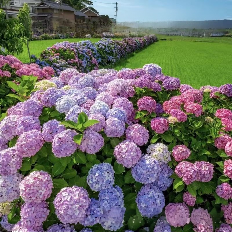 Hortensiensamen für Balkon und Garten, ganzjährig aussäbar