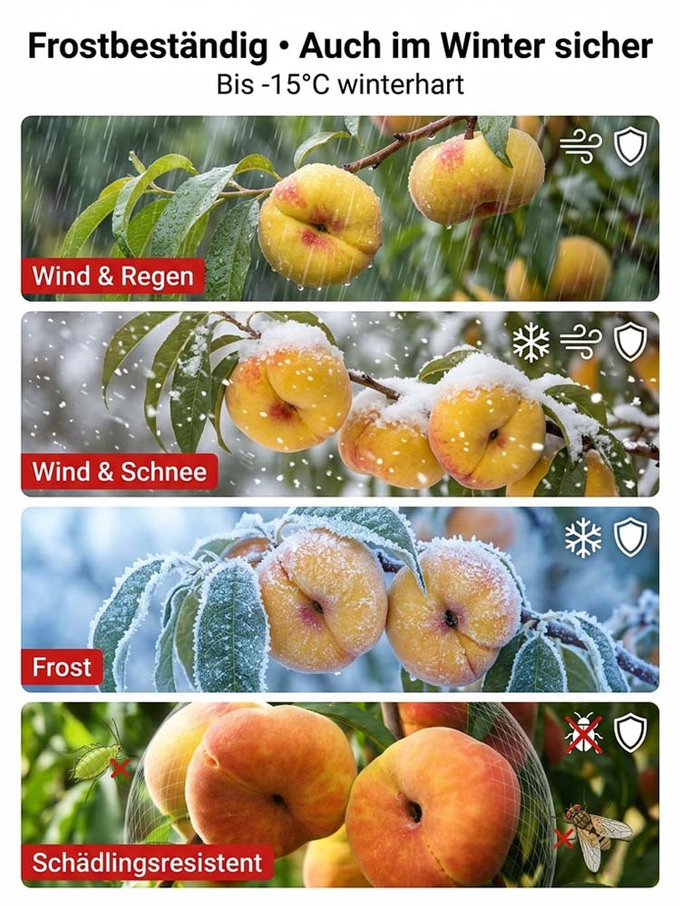 Goldener Tellerpfirsich-Setzling