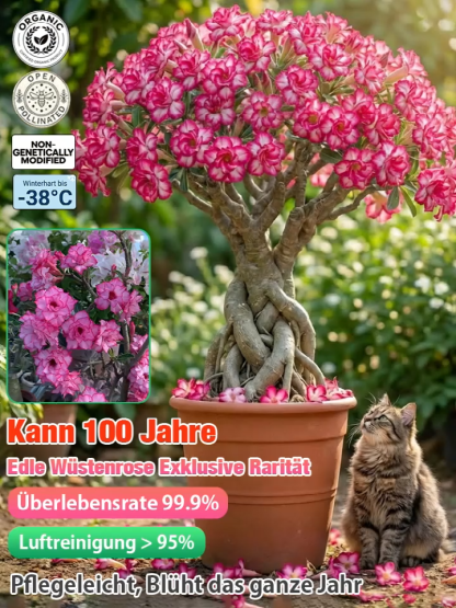 Gefüllte Wüstenrose