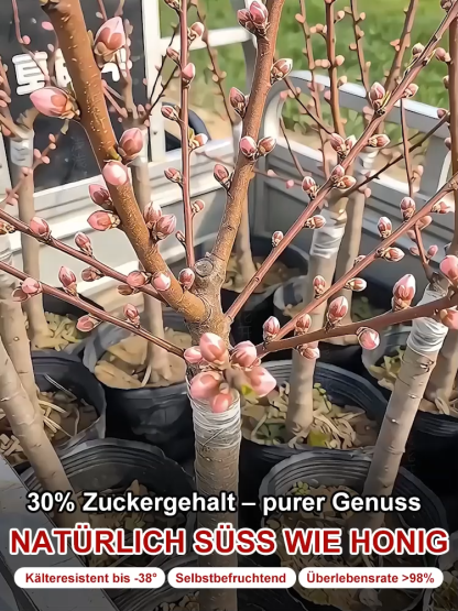 Goldener Tellerpfirsich-Setzling