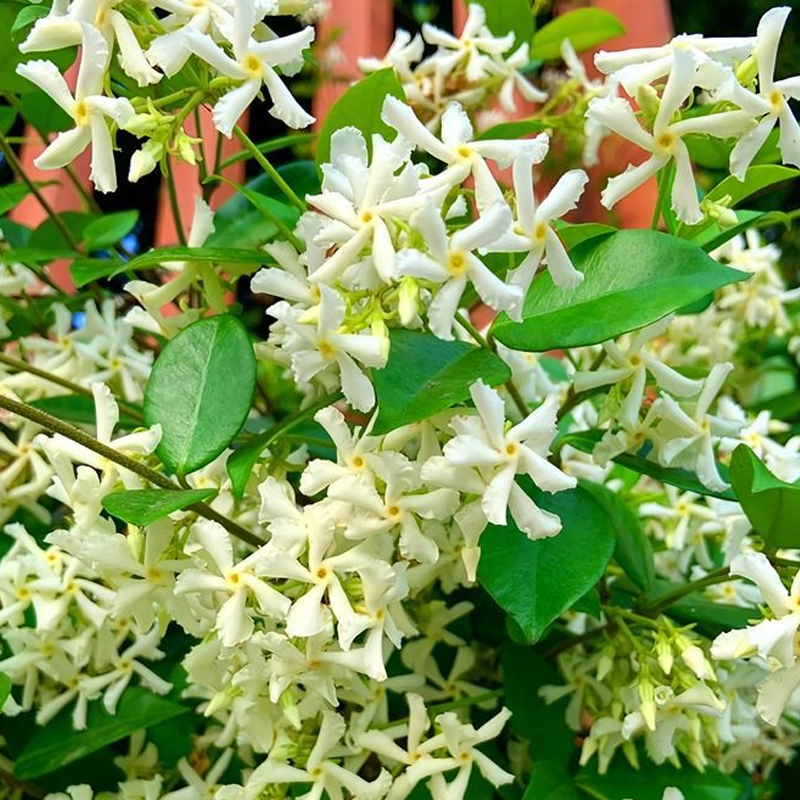 Duftender, ganzjährig blühender, winterharter Windrad-Jasmin